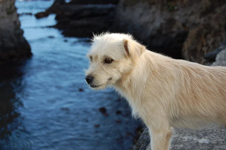 How to Keep Your Dog’s Coat Shiny and Healthy