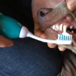 Dog’s Dental Health and Prevent Tartar Buildup