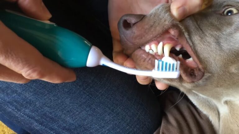 Dog’s Dental Health and Prevent Tartar Buildup