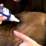 How to Take Care of Your Dog’s Eyes, Ears, and Skin