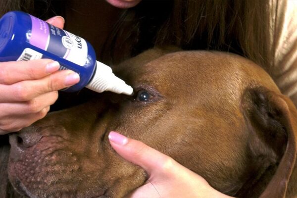 How to Take Care of Your Dog’s Eyes, Ears, and Skin
