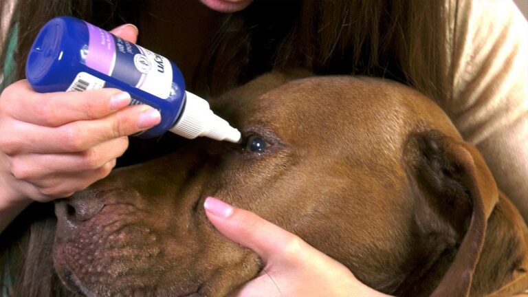 How to Take Care of Your Dog’s Eyes, Ears, and Skin