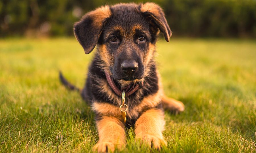 How to Find the Perfect Dog Breed for Your Lifestyle